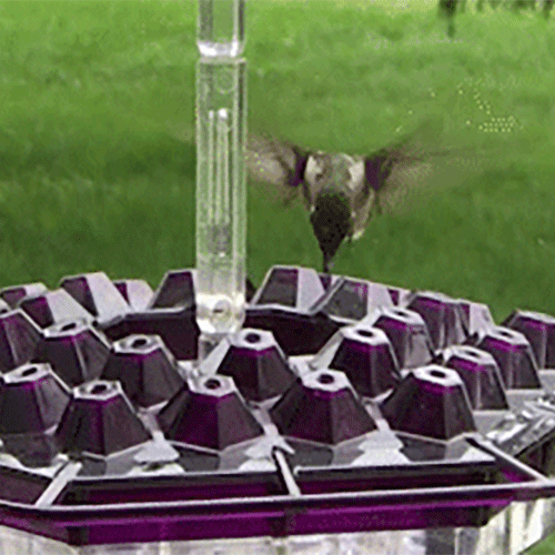 Funfany Sweety Hummingbird Feeder
